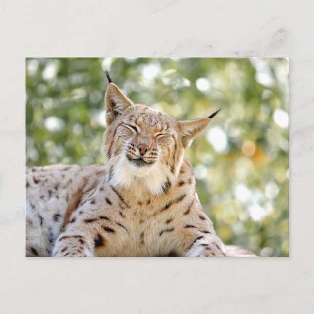 Photo lynx , animaux . carte postale (Devant)