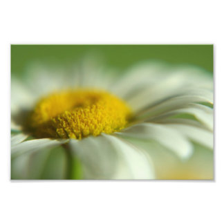 Photo Macro Daisy