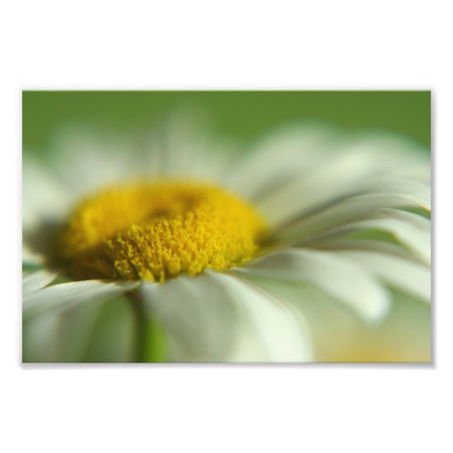 Photo Macro Daisy (Devant)