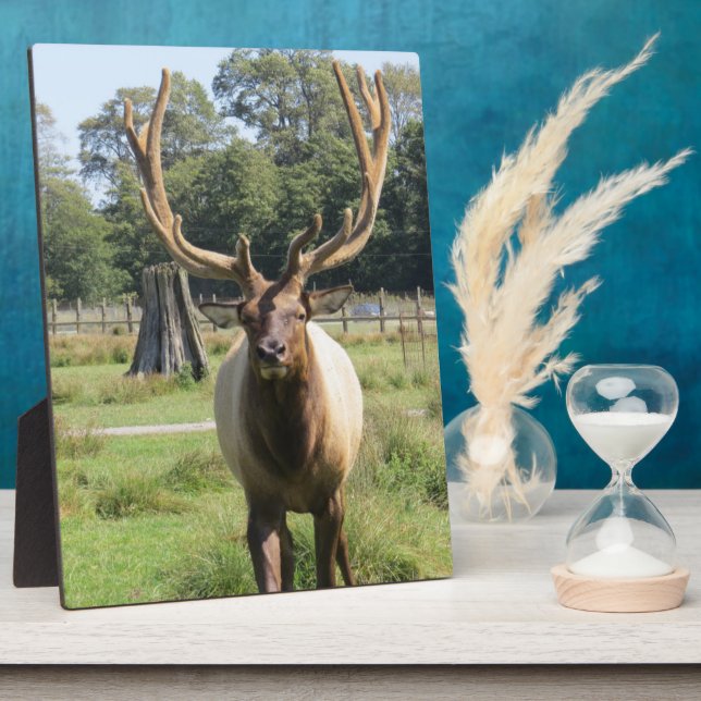 Photo Magnifique élingue de taureau sur plaque de cheval (Côté)
