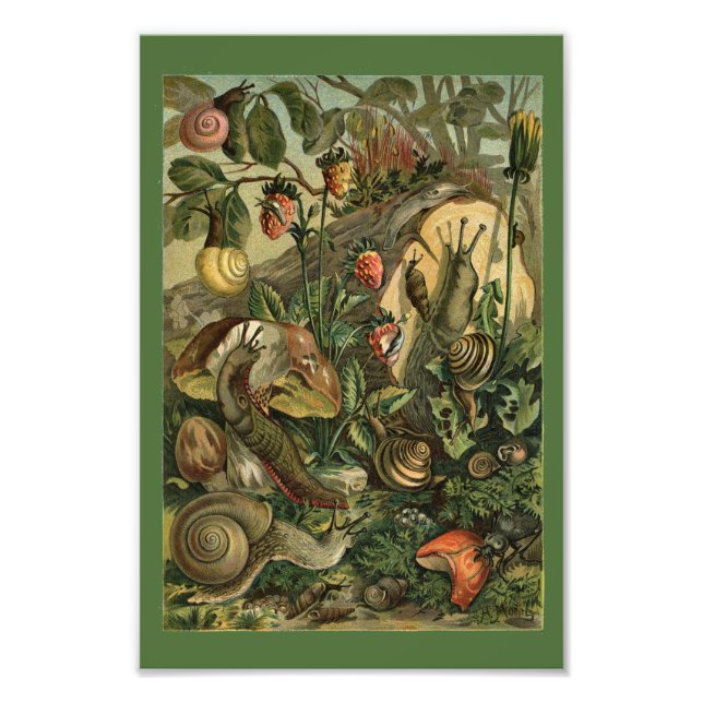 Photo Mollusques terrestres Escargots Impression vintage (Devant)