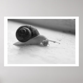 Photo Nocturmia Poster d'escargot noir et blanc