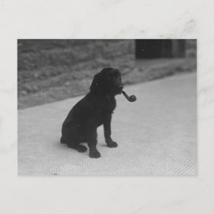 Photo noir et blanc Chien Fumer Pipe Carte postale
