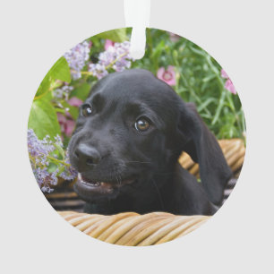 Photo noire mignonne d'animal familier de chiot de