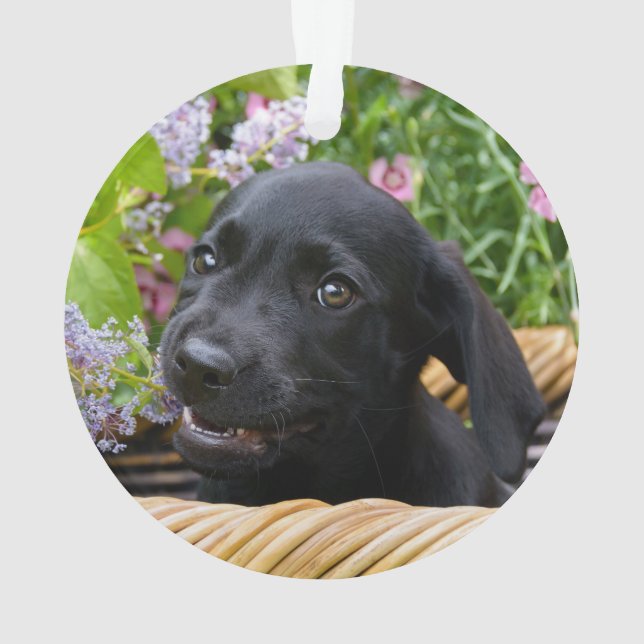 Photo noire mignonne d'animal familier de chiot de (dos)