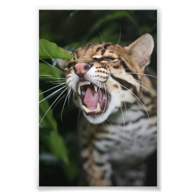 Photo - ocelot (Devant)