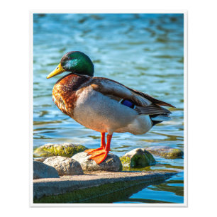 Photo Œuvre d'art murale Canard colvert Impression de