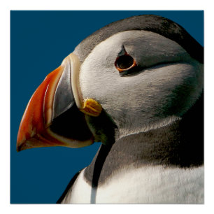 Photo Oiseau de Puffin de l'Atlantique Poster bleu