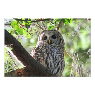 Photo Owl