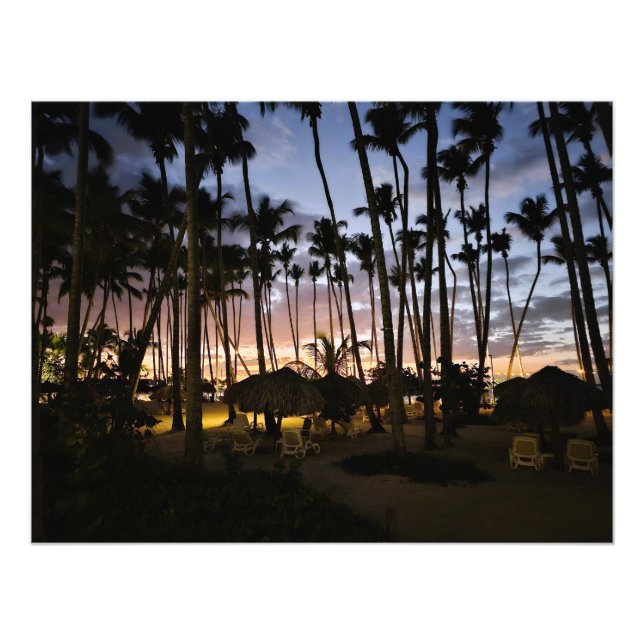 Photo Palmiers et impression de coucher de soleil (Devant)