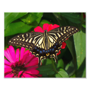 Photo papillon Swallowtail