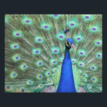 Photo Peacock<br><div class="desc">Photographie haute définition d'un Peacock brillant par Carolina Photo To Go LLC. Visitez Carolina Photo To Go Shop pour d'autres produits. Envoyez un courriel à carolinaphoto2go@aol.com avec d'autres idées de produits.</div>