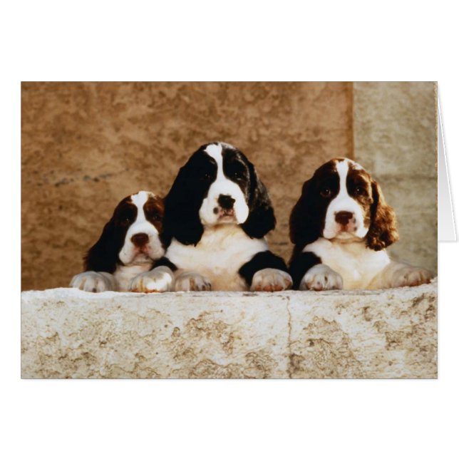 Photo Perfect Cute Puppies (Devant horizontal)