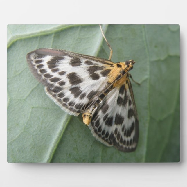 Photo Petite plaque de papillon (Devant)