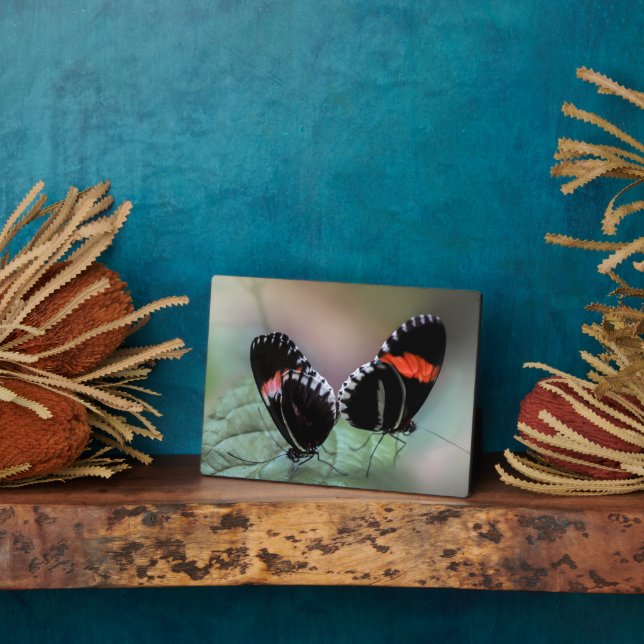 Photo Plaque à papillon Art déco (Côté)