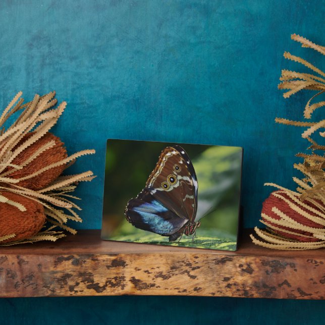 Photo Plaque à papillon Art déco (Côté)