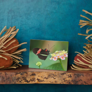 Photo Plaque à papillon Art déco