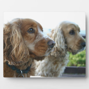 Photo Plaque anglaise de Cocker Spaniel