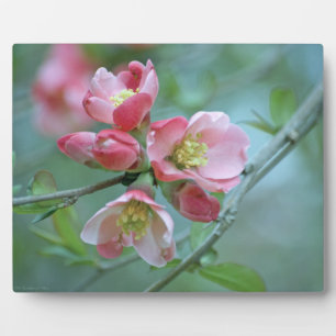 Photo Plaque Apple Blossom #P0356