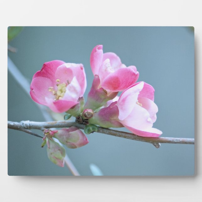 Photo Plaque Apple Blossom #P0358 (Devant)