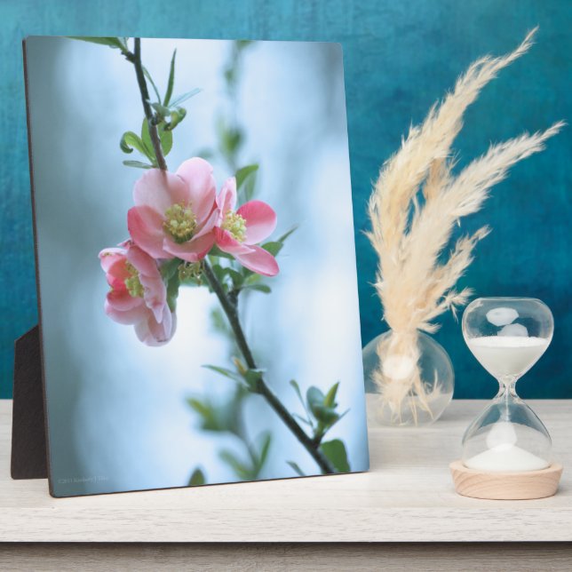 Photo Plaque Apple Blossom #P0365 (Côté)