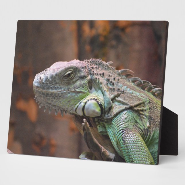 Photo Plaque avec lézard Iguana coloré (Côté)