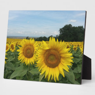 Photo Plaque avec tournesol