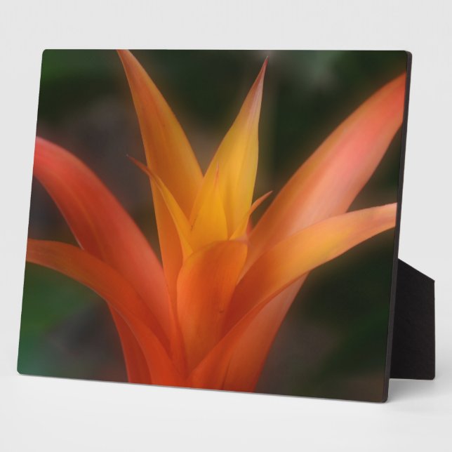 Photo Plaque Bromeliad brillante (Côté)
