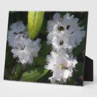 Plaque Bush des Rhododenrons blancs