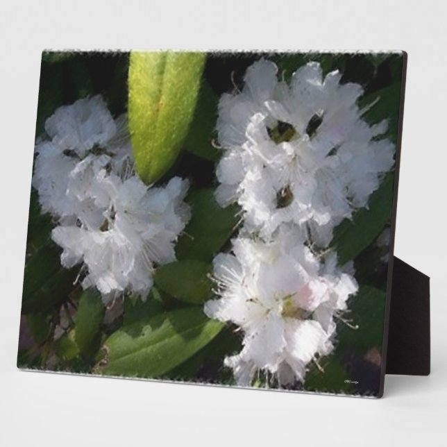 Photo Plaque Bush des Rhododenrons blancs (Côté)