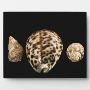 Photo Plaque Cowrie Cones 2