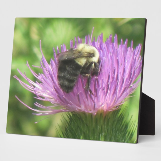 Photo Plaque d'abeilles et de chardon (Côté)
