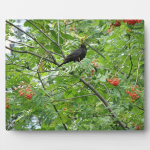 Photo Plaque de Blackbird et Berries