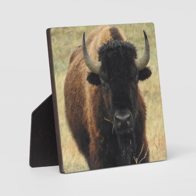 Photo Plaque de bureau American Bison (Recto)