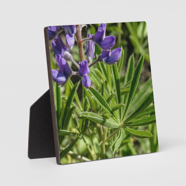 Photo Plaque de bureau Silvery Lupine (Recto)