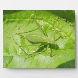 Photo Plaque de camouflage de cricket vert