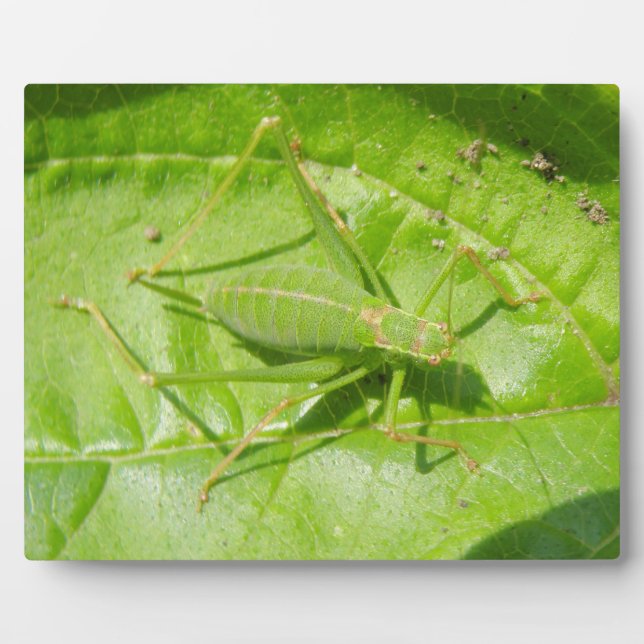 Photo Plaque de camouflage de cricket vert (Devant)