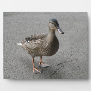 Photo Plaque de canard à pattes amusante