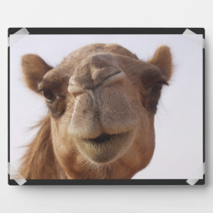 Photo Plaque de chameau