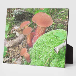 Photo Plaque de champignons