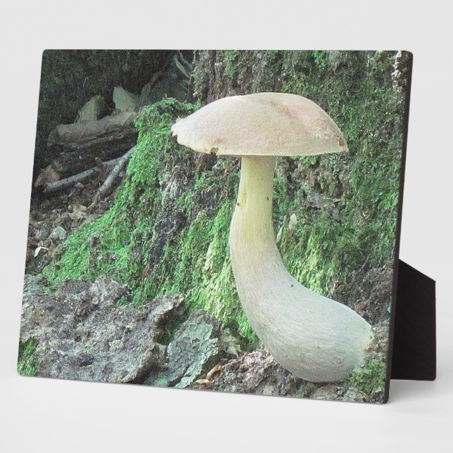 Photo Plaque de champignons de Kaying (Côté)