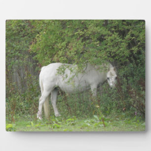 Photo Plaque de Cheval blanc timide