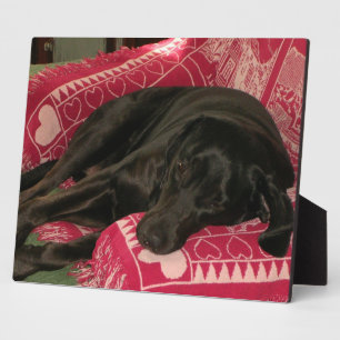 Photo Plaque de chien endormi