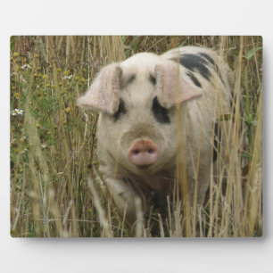 Photo Plaque de cochon mignonne