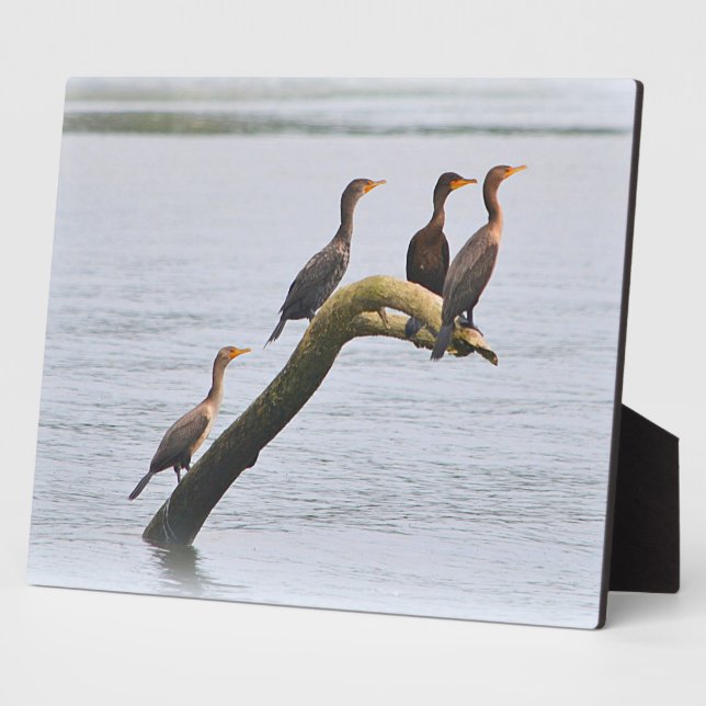 Photo Plaque de Cormorant (Côté)