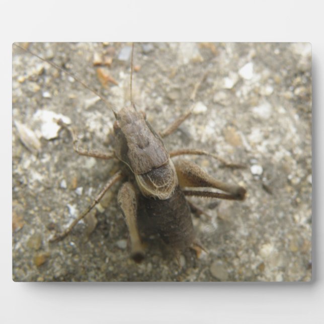 Photo Plaque de cricket Brown (Devant)