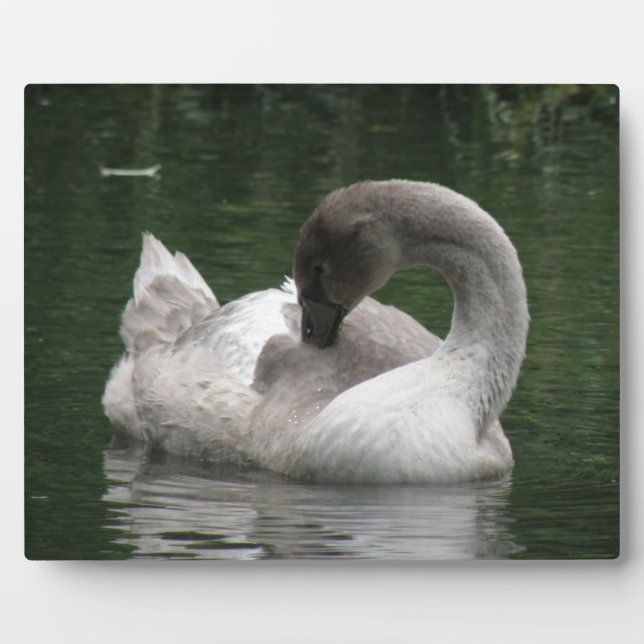 Photo Plaque de cygne endormie (Devant)