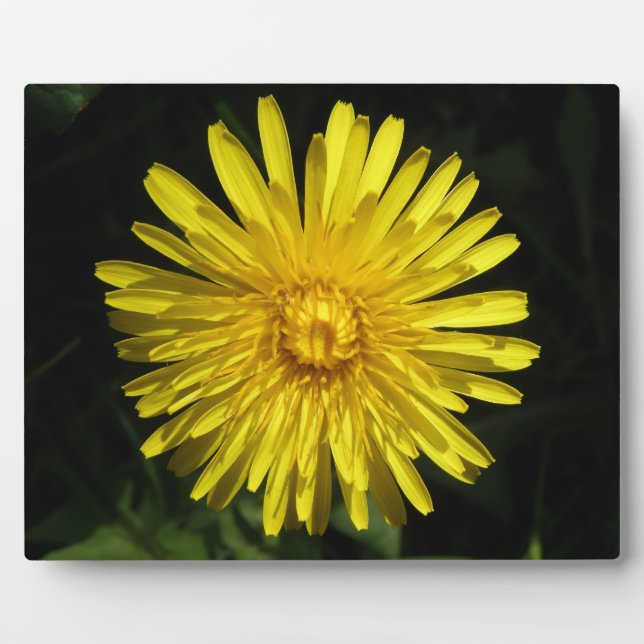 Photo Plaque de Dandelion (Devant)