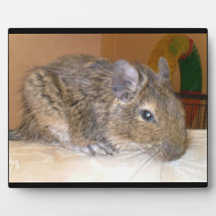 Photo Plaque de détente Degu