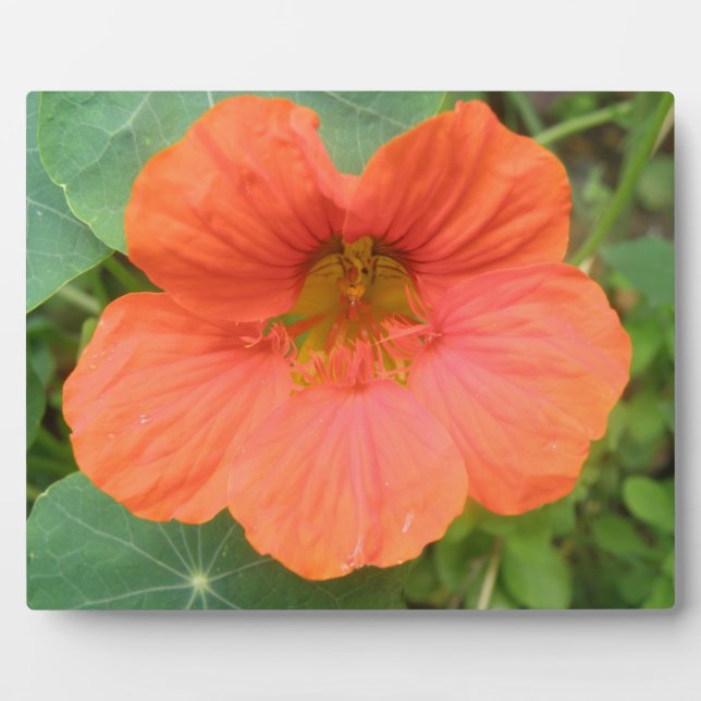 Photo Plaque de fleurs de Nasturtium orange (Devant)